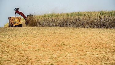 Brasil perderá participación de mercado global del azúcar