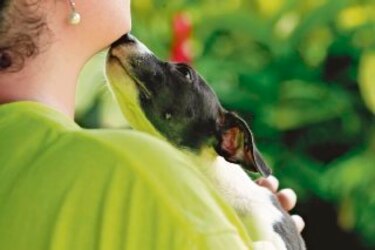 Día Mundial de los animales: Un techo para todos