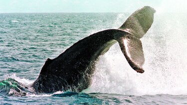 Campaña de caza de ballenas, en Japón