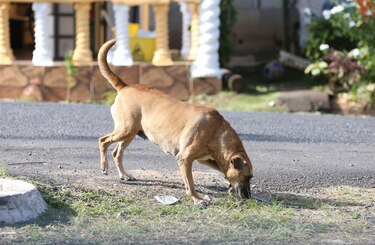 Al rescate de los animales maltratados