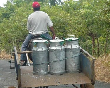 Caída en el precio de la leche preocupa a productores de Los Santos