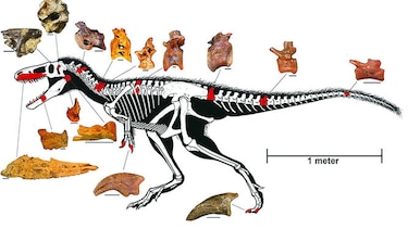 Cómo el T-Rex se convirtió en el mayor carnívoro