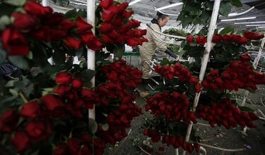 En San Valentín, Colombia blinda sus flores del narcotráfico