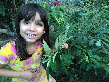 Niña halla en una planta de guandú insecto originario de Asia mortífero para cultivos