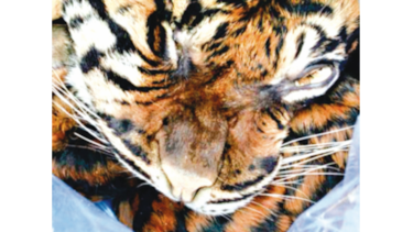 Arrestan a un hombre que intentó vender la piel de  un tigre de Sumatra