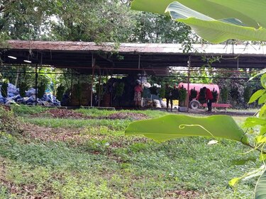 Coobana sostiene exportación de banano a Europa pese a la crisis en Bocas del Toro