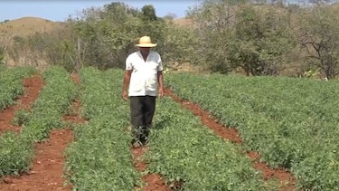Tomateros de la provincia de Los Santos reclaman pago de incentivo