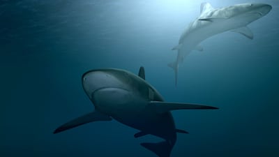 Estudiarán las rutas migratorias de tiburones en el Pacífico Tropical Oriental
