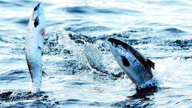 Microalga afecta cría de salmones