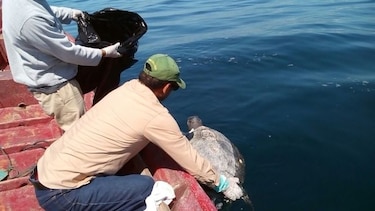 Hallan entre 300 y 400 tortugas marinas muertas frente a costa salvadoreña