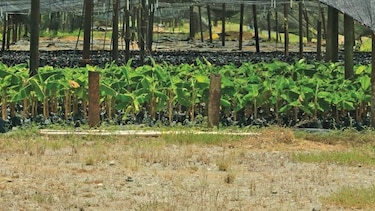 Banapiña importa retoños de banano de Costa Rica