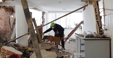 Cuatro patas en busca de vida