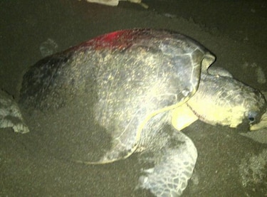 Coordinan acciones para evitar saqueo de huevos de tortuga en Tonosí
