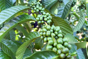 Aranceles de Trump amenazan al café latinoamericano, con precios récord del grano en Estados Unidos