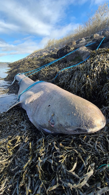 Lo que un tiburón que vive 400 años nos puede enseñar sobre la longevidad