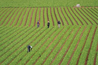 Agricultura regenerativa combatiría crisis climática