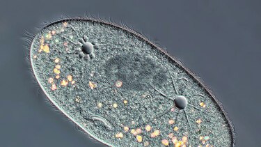 El hermoso mundo microscópico
