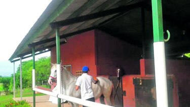 Dos casos de encefalitis equina en Herrera