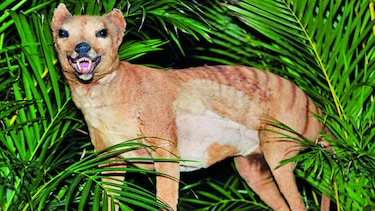 El destino de extinción del tigre de Tasmania