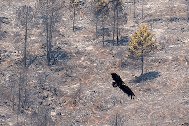 Los incendios en España evolucionan ‘favorablemente’ pero preocupa la nueva ola de calor