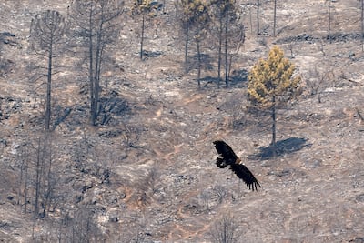Los incendios en España evolucionan ‘favorablemente’ pero preocupa la nueva ola de calor