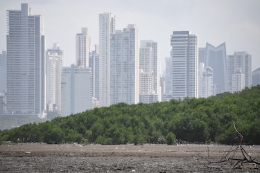 Humedal bahía de Panamá: plan de manejo atrasado y amenazas latentes  
