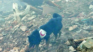 Animales domésticos y desastres