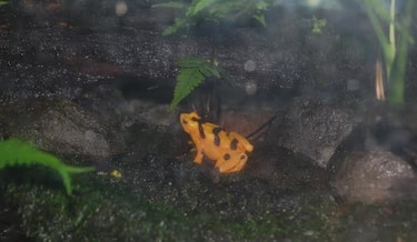 Especialistas logran triplicar población de ranas doradas en cautiverio