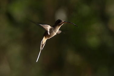 La muerte del colibrí