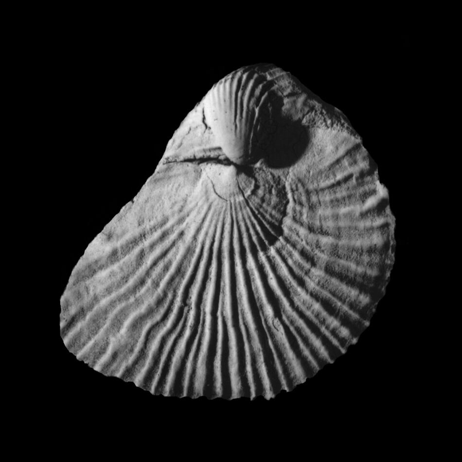 Un estudio revela cómo la mayor extinción del planeta ocasionó una reconfiguración de los océanos