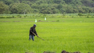Gobierno desembolsará cerca de $40 millones para pagos a productores