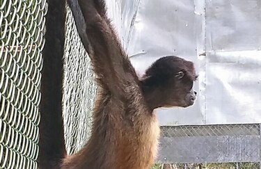 Los primates y su camino para el regreso a casa