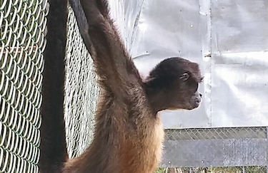 Los primates y su camino para el regreso a casa