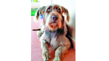 Dastan, en busca del amor