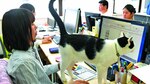 Gatos contra el estrés laboral