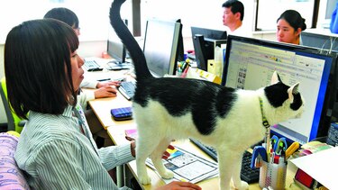 Gatos contra el estrés laboral