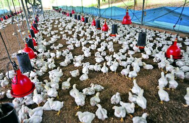 Panamá aumenta el sacrificio de vacas, pollos y puercos