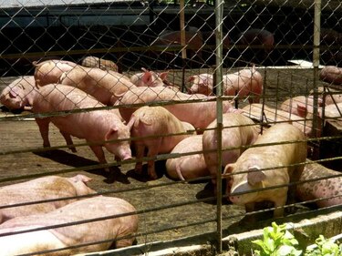 Minsa ordena cierre temporal de nueve porquerizas en Macaracas
