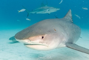 Tiburones con sensores ayudan a mejorar pronósticos climáticos de áreas lejanas del mar