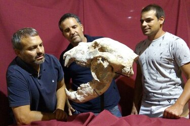 Hallan fósiles de un oso gigante que vivió hace 700 mil años en Argentina
