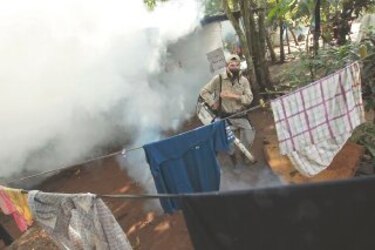 El 'Aedes aegypti' se toma Bocas del Toro