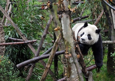 Seis pandas gigantes fueron devueltos a su habitat natural