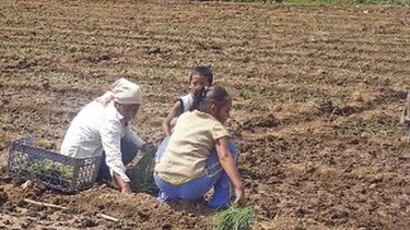 Detectan 30 menores en labores prohibidas en Coclé