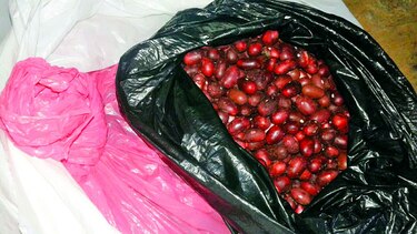 Decomisan cocaína envuelta con frijoles