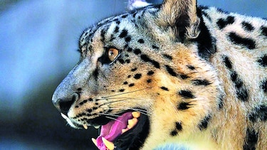 Leopardo de las nieves, en estado ‘vulnerable’