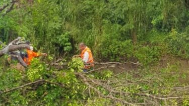 Caída de árbol causa tranque en la Interamericana a la altura de Los Camisones