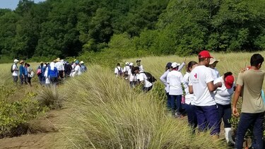 Reforestan manglar de la Reserva Forestal y Marina de Santa Ana en Los Santos