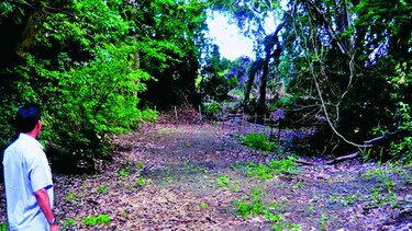 En el río Mensabé siembran bambú para recuperar flujo hídrico