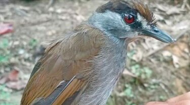 Akalat de cejas negras, vista por primera vez en 172 años