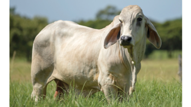 Demanda externa impulsa sacrificio de ganado bovino 